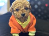 POODLE YAVRULARIMIZ HAZIR