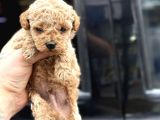 KALİTELİ MALTİPOO YAVRULARIMIZ