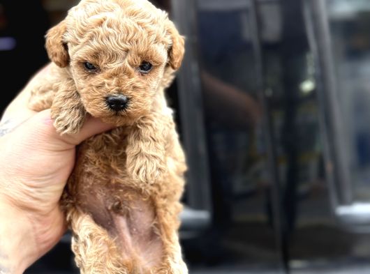 Kali̇teli̇ Malti̇poo Yavrularimiz
