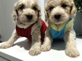 Kali̇teli̇ Malti̇poo Yavrularimiz