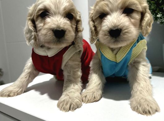 Kali̇teli̇ Malti̇poo Yavrularimiz görsel