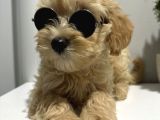 Kali̇teli̇ Malti̇poo Yavrularimiz