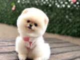 Ayi Surat Kg Garanti̇li̇ Pomerani̇an Yavrularimiz Hazir