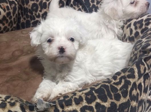 Lekesi̇z Kar Beyaz Maltese Bebekler görsel