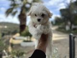 Lekesi̇z Kar Beyaz Maltese Bebekler