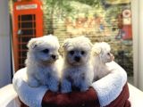 LEKESİZ KAR BEYAZ MALTESE BEBEKLER