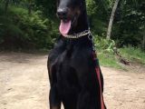 Doberman Kizil-Si̇yah Yavrularimiz Hazir