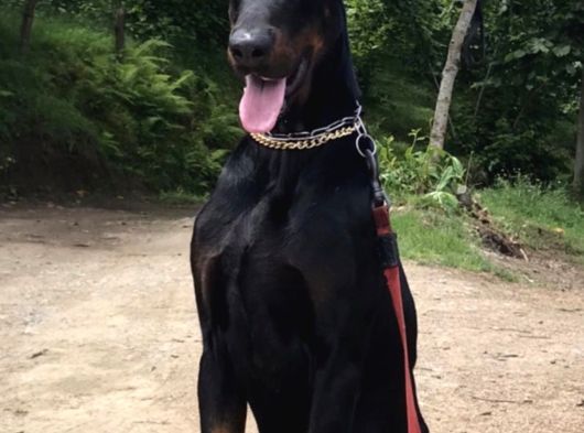 Doberman Kizil-Si̇yah Yavrularimiz Hazir görsel
