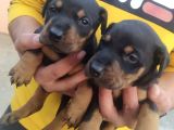 Doberman Kizil-Si̇yah Yavrularimiz Hazir