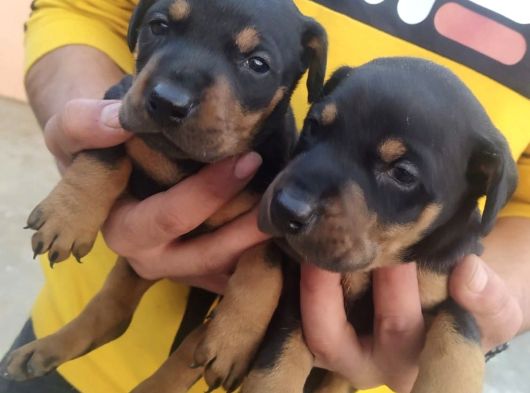Doberman Kizil-Si̇yah Yavrularimiz Hazir görsel