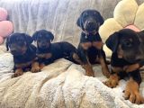 DOBERMAN KIZIL-SİYAH YAVRULARIMIZ HAZIR