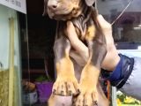 Doberman Kizil-Si̇yah Yavrularimiz Hazir