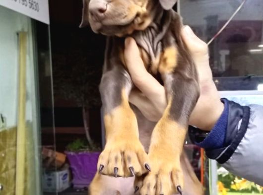 Doberman Kizil-Si̇yah Yavrularimiz Hazir görsel
