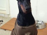 Doberman Kizil-Si̇yah Yavrularimiz Hazir