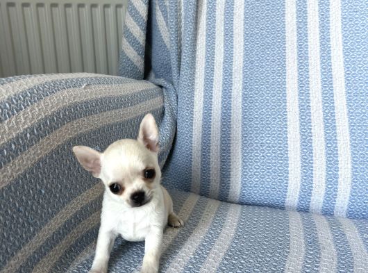 Ukrayna Kan Micro-Teacup Muhteşem Anatomi Yavrular görsel