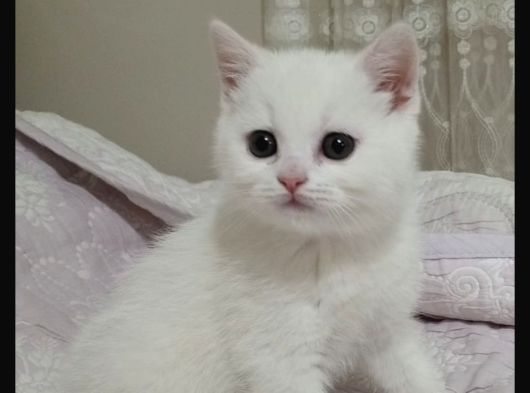Minnoşum Teslime Hazır görsel