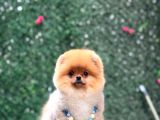 Pomeranian Boo