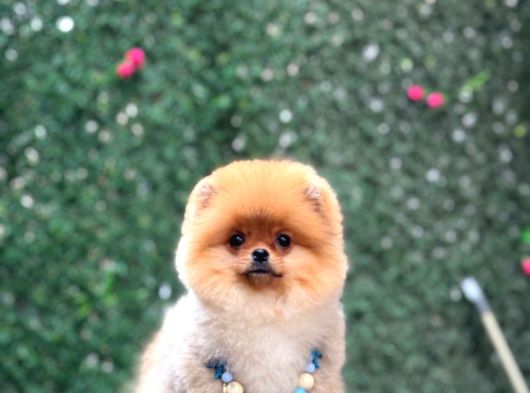 Pomeranian Boo görsel