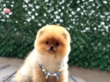Pomeranian Boo
