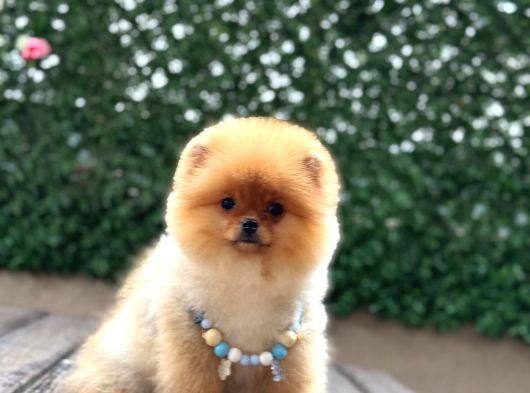 Pomeranian Boo görsel