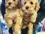 Poodle Yavrularimiz Hazir
