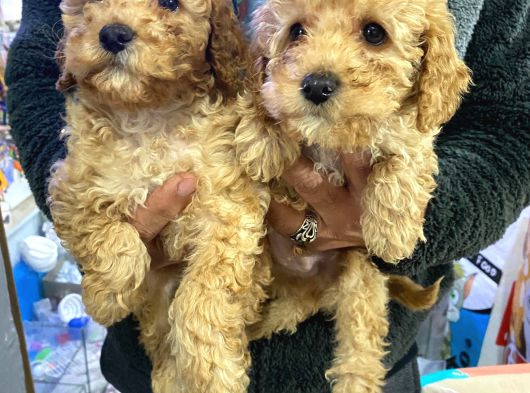 Poodle Yavrularimiz Hazir görsel