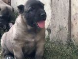 Her  İle İlçeye Gönderim Yapılır Kangal