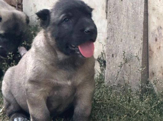 Her  İle İlçeye Gönderim Yapılır Kangal görsel