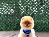 Pomeranian Boo