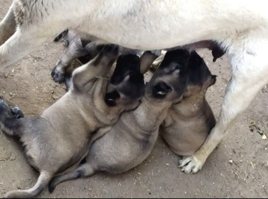 Her  İle İlçeye Gönderim Yapılır Kangal görsel