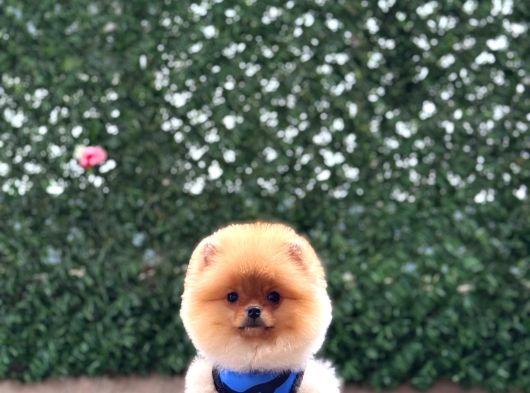 Pomeranian Boo görsel