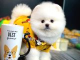 Pomeranian Boo Yavrular  Aynı Gün Gönderim