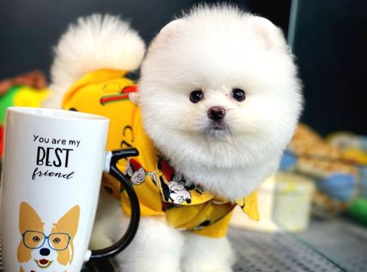Pomeranian Boo Yavrular  Aynı Gün Gönderim