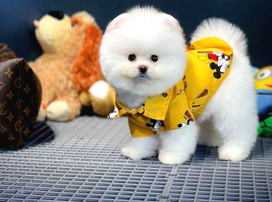 Pomeranian Boo Yavrular  Aynı Gün Gönderim görsel