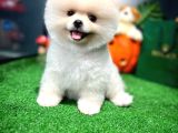 Pomeranian Boo Yavrular  Aynı Gün Gönderim