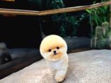 Pomeranian Boo Yavrular  Aynı Gün Gönderim