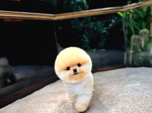 Pomeranian Boo Yavrular  Aynı Gün Gönderim görsel