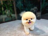 Pomeranian Boo Yavrular  Aynı Gün Gönderim