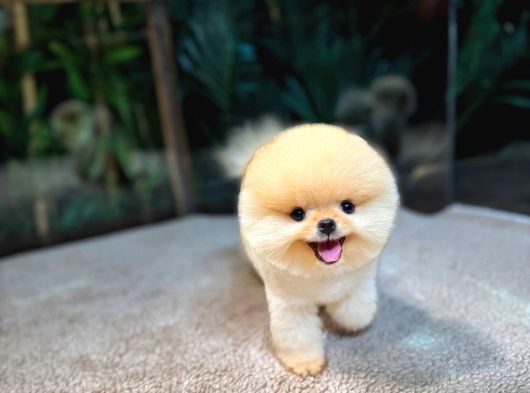 Pomeranian Boo Yavrular  Aynı Gün Gönderim