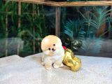 Pomeranian Boo Yavrular  Aynı Gün Gönderim