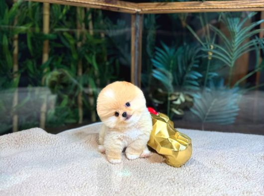 Pomeranian Boo Yavrular  Aynı Gün Gönderim görsel