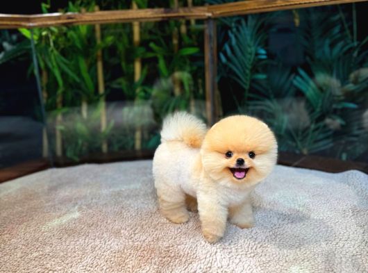 Pomeranian Boo Yavrular  Aynı Gün Gönderim görsel