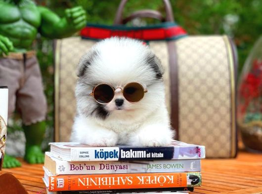 Pomeranian Boo Yavrular  Aynı Gün Gönderim görsel