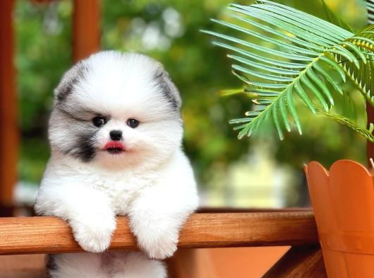 Pomeranian Boo Yavrular  Aynı Gün Gönderim görsel