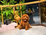 Orijinal  Toy Poodle Yavrular  724 Destek