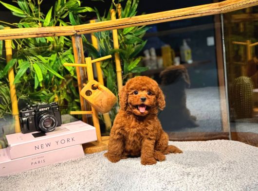Orijinal  Toy Poodle Yavrular  724 Destek