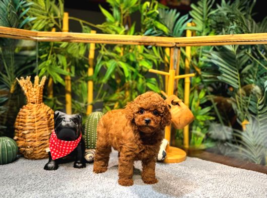 Orijinal  Toy Poodle Yavrular  724 Destek görsel