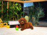 Orijinal  Toy Poodle Yavrular  724 Destek