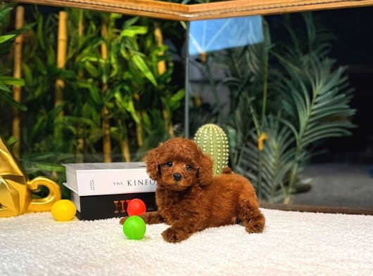 Orijinal  Toy Poodle Yavrular  724 Destek görsel