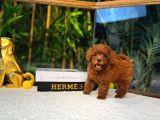 Orijinal  Toy Poodle Yavrular  724 Destek